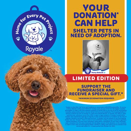 Animatch Dog Adoption Services